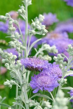 some purple flowers are growing in the grass