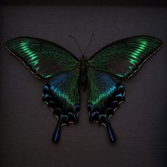 a green and blue butterfly sitting on top of a black surface with its wings spread open