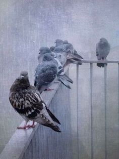 several birds are perched on a railing in front of the camera, while another bird is looking at them