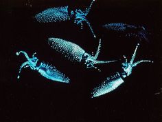 three different types of insects glowing in the dark, with blue and white lights on them