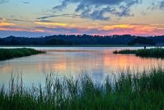 the sun is setting over a body of water with tall grass in front of it