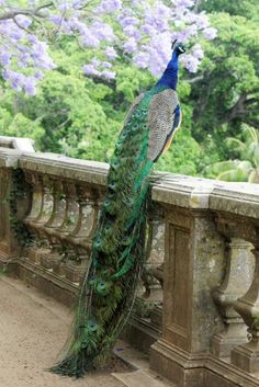 a peacock standing on top of a stone fence next to purple flowers and trees in the background