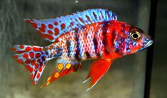 a red and blue fish with spots on it's body in an aquarium tank