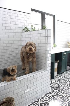 two dogs are standing on the ledges of a bathroom