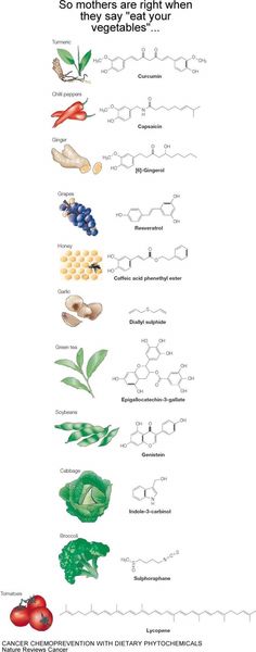 an illustrated diagram shows the different types of vegetables and how they are used to make them