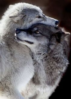 two gray wolfs standing next to each other