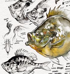 some drawings of different types of fish