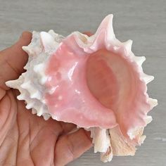 a hand holding a pink and white sea shell