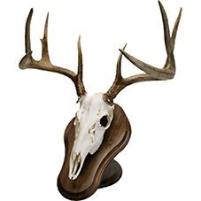 an animal's head with antlers is shown on a white background for display