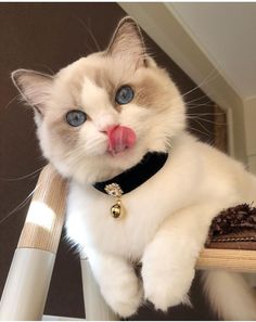 a white cat with blue eyes sitting on a chair sticking its tongue out and making a funny face