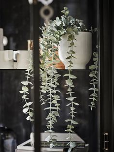 a potted plant sitting on top of a shelf next to a book and cup