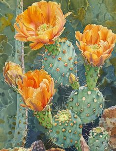 three orange cactus flowers in the desert