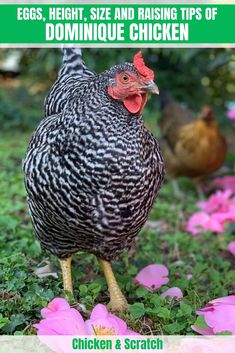 a chicken standing in the grass next to pink flowers with text overlay that reads eggs, height, size and raising tips of technique for domestic chickens