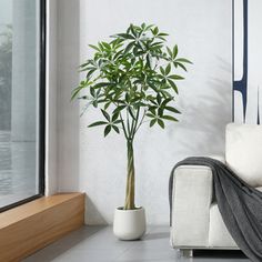 a white couch sitting next to a window with a potted plant on top of it