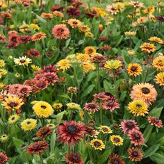 many different colored flowers in a field