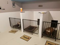 two dogs are sitting in their kennels at the dog boarding facility, one is brown and white