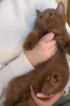 a woman holding two brown kittens in her arms while they are being held by someone