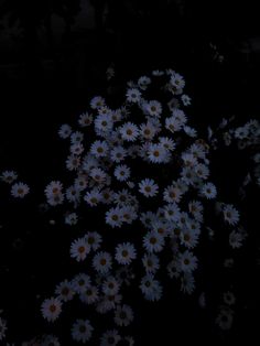 a bunch of white daisies in the dark with no one around them or on the ground