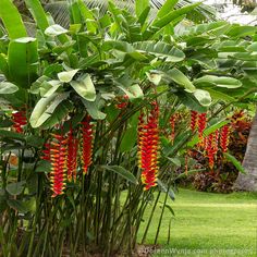 some red and yellow flowers are growing in the grass next to green plants with large leaves