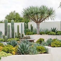 an outdoor garden with cactus and succulents in the center, surrounded by white walls