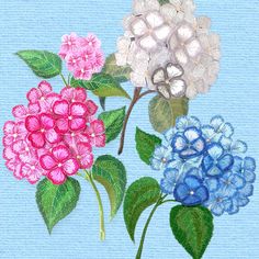 three different colored flowers with green leaves on a blue background, one is pink and the other is blue