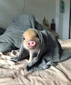 a small pig wrapped in a blanket on top of a bed