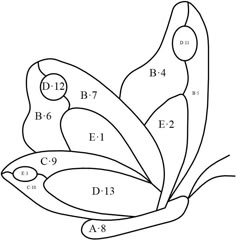 a butterfly with numbers on it's wings and the letter d in its center