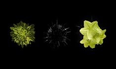 four different types of flowers are shown in the night sky, including one yellow and one green