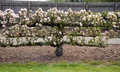 a tree that is in the middle of some dirt and grass with pink flowers on it