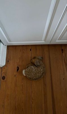 a small dog curled up in a bed on the floor next to a door way