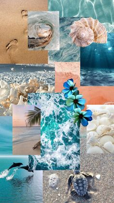 a collage of photos with shells and seaweed on the beach, including one turtle