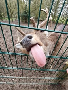 a deer sticking its tongue out through a fence