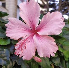 a pink flower with green leaves in the foreground and a building in the background