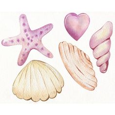 watercolor drawing of seashells and starfish