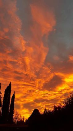 the sun is setting over some trees and bushes in front of an orange cloudy sky