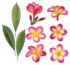 Set of Pink Plumeria Plumeria Drawing, Plumeria Painting, Hawaiian Cakes, Plant Creatures, Ready Rangoli, Pink Frangipani, Rhythm Art