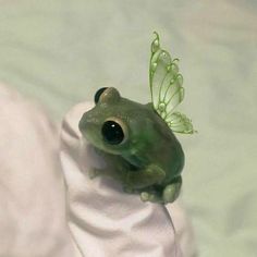 a small green frog with a butterfly on its back sitting on a white sheet and looking at the camera