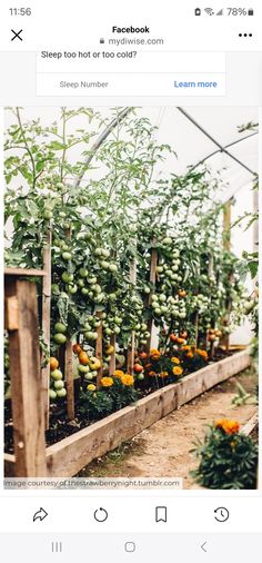 an instagram page with pictures of vegetables growing in the garden and texting about them