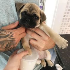 a person holding a small pug dog in their lap and looking at the camera