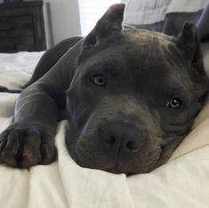 a large gray dog laying on top of a bed