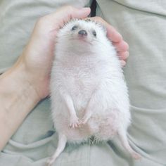 a person holding a small white animal in their hands