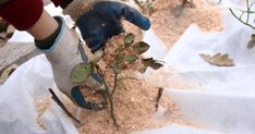 someone wearing gloves and gardening gloves scooping sand into a plant