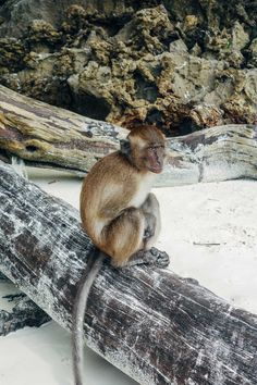 a monkey sitting on top of a tree branch