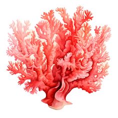 a red coral on a white background with watercolors and ink drawing style illustration