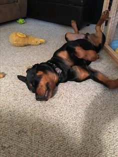 a black and brown dog laying on the floor in front of a mirror next to a stuffed animal