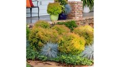 some plants are growing in front of a house