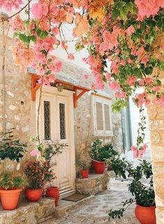 pink flowers are growing on the outside of a house