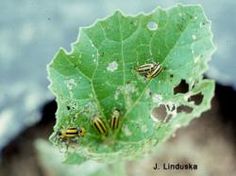 three yellow and black striped bugs sitting on a green leaf with water in the background