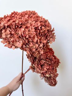 a person holding a bunch of dried flowers in their left hand and the petals are pink