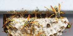 some yellow and black bugs are in a nest